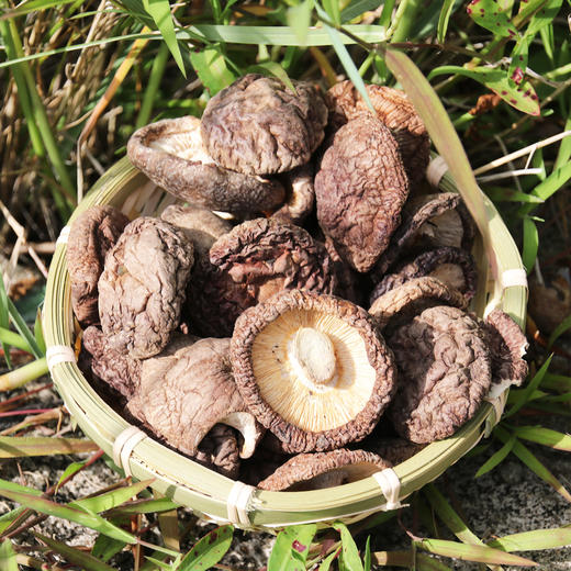 [最农公社]福建古田农家香菇生态种植香菇干货无根香菇冬菇肉厚新货 商品图3