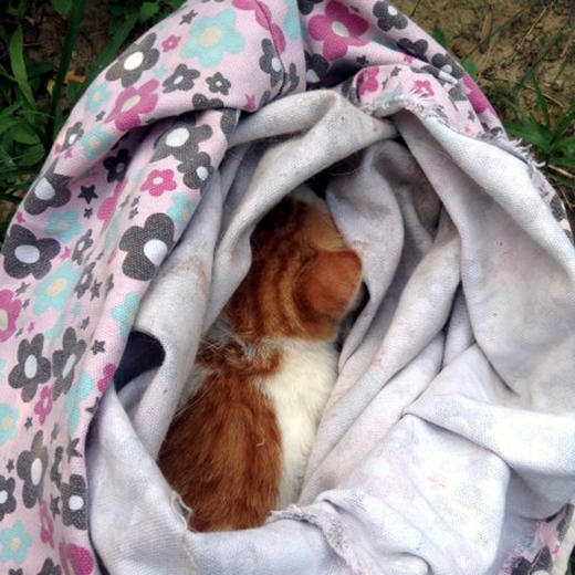 幸运土猫｜转移布袋 流浪猫TNR专用工具  轻便牢固安全易清洗 商品图7