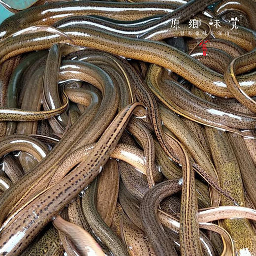 【需等，不接急单】野生黄鳝/鳝鱼【基地直发-顺丰包邮】 | 来自四川南部县大山，捕捞者：赵天勇【公平贸易，合作生产】 商品图2