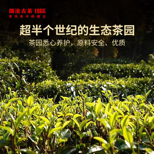 2022年澜沧古茶景迈春香普洱茶生茶大饼357g 商品图1