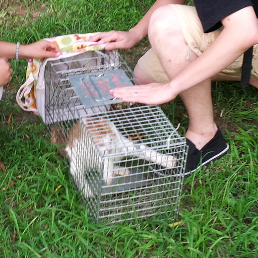 幸运土猫｜流浪猫TNR专用工具诱捕笼 轻型可折叠 厂家代发3天内发出轻便好用 TNR工作必备 商品图10