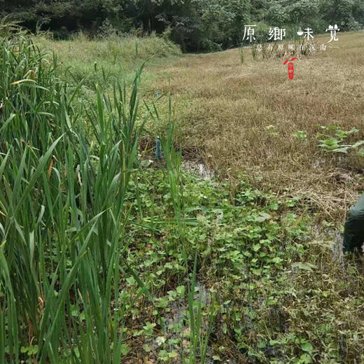 【需等，不接急单】野生黄鳝/鳝鱼【基地直发-顺丰包邮】 | 来自四川南部县大山，捕捞者：赵天勇【公平贸易，合作生产】 商品图4