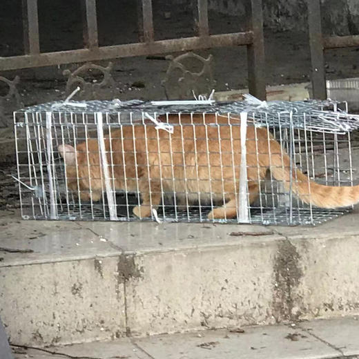 幸运土猫｜流浪猫TNR专用工具诱捕笼 轻型可折叠 厂家代发3天内发出轻便好用 TNR工作必备 商品图7