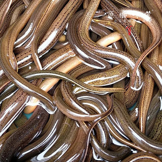 【需等，不接急单】野生黄鳝/鳝鱼【基地直发-顺丰包邮】 | 来自四川南部县大山，捕捞者：赵天勇【公平贸易，合作生产】 商品图3