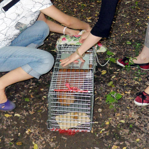幸运土猫｜流浪猫TNR专用工具诱捕笼 轻型可折叠 厂家代发3天内发出轻便好用 TNR工作必备 商品图9
