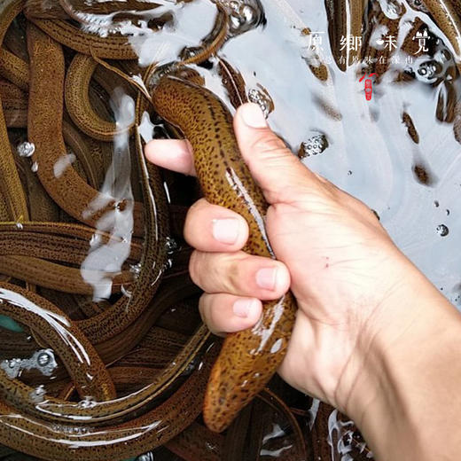 【需等，不接急单】野生黄鳝/鳝鱼【基地直发-顺丰包邮】 | 来自四川南部县大山，捕捞者：赵天勇【公平贸易，合作生产】 商品图1