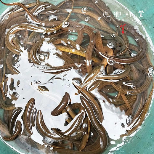 【需等，不接急单】野生黄鳝/鳝鱼【基地直发-顺丰包邮】 | 来自四川南部县大山，捕捞者：赵天勇【公平贸易，合作生产】 商品图5