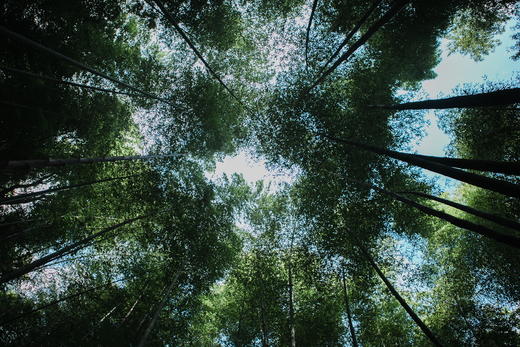 古树镇山红 武夷山桐木关古树红茶 商品图6