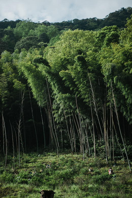 古树镇山红 武夷山桐木关古树红茶 商品图5