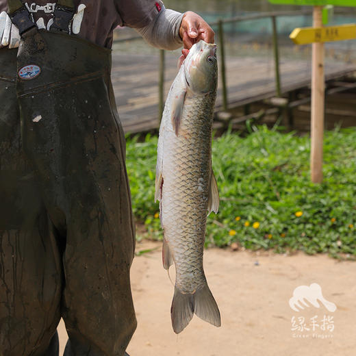 生态草鱼（冷鲜，仅限广东省内下单）  | 绿家自产 * Eco- Grass Carp | Self-production 商品图4