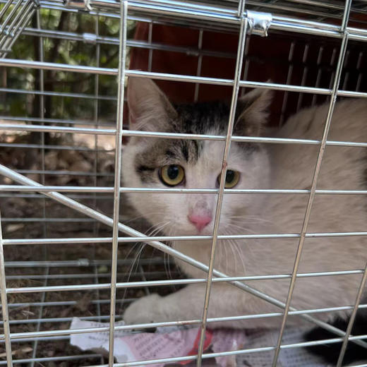 幸运土猫｜流浪猫TNR专用工具诱捕笼 轻型可折叠 厂家代发3天内发出轻便好用 TNR工作必备 商品图8