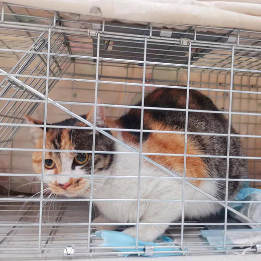 幸运土猫｜流浪猫TNR专用工具诱捕笼 轻型可折叠 厂家代发3天内发出轻便好用 TNR工作必备 商品图2