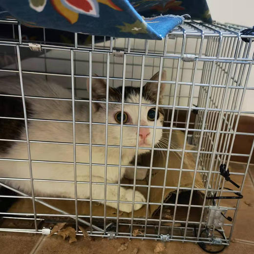 幸运土猫｜流浪猫TNR专用工具诱捕笼 轻型可折叠 厂家代发3天内发出轻便好用 TNR工作必备 商品图4