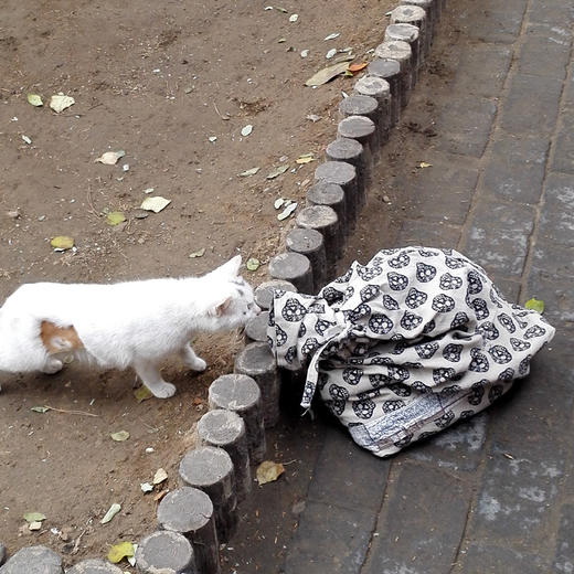 幸运土猫｜转移布袋 流浪猫TNR专用工具  轻便牢固安全易清洗 商品图4