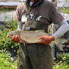 生态草鱼块 （冷冻，广东省外可下单） | 绿家自产 * Eco- Grass Carp | Self-production 商品缩略图1