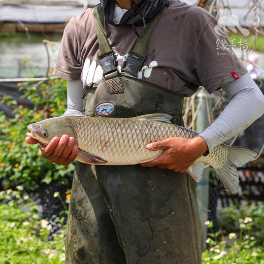 生态草鱼块 （冷冻，广东省外可下单） | 绿家自产 * Eco- Grass Carp | Self-production 商品图1