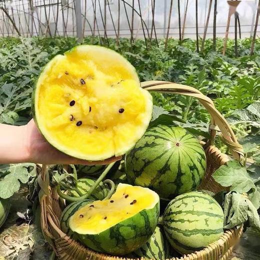 冰激凌西瓜约3~4斤/只 商品图0