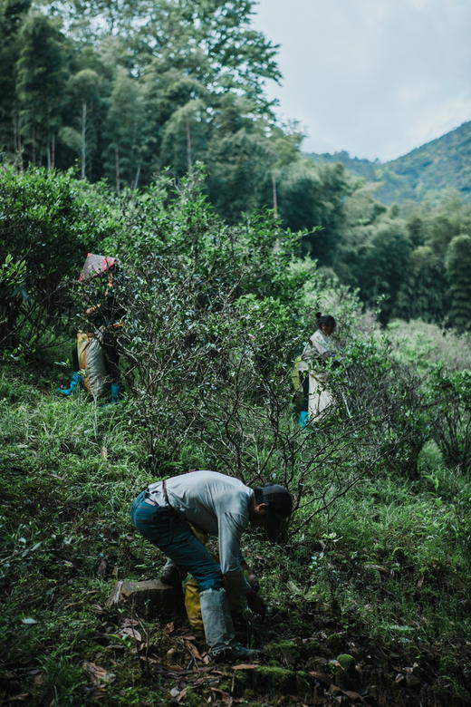 2025新茶桐木兰香小种红茶 - 大金砖礼盒装 商品图5
