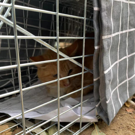 幸运土猫｜流浪猫TNR专用工具诱捕笼 轻型可折叠 厂家代发3天内发出轻便好用 TNR工作必备 商品图6