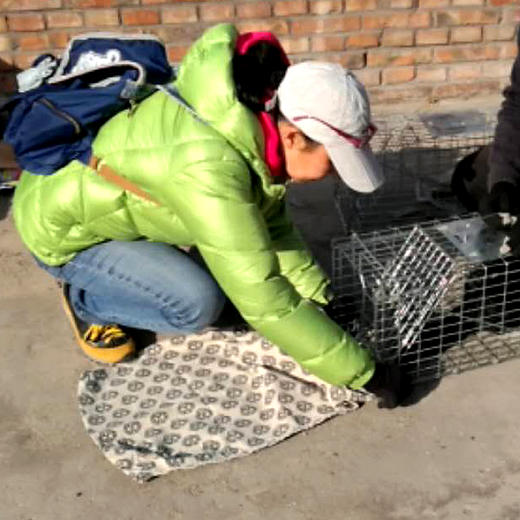 幸运土猫｜转移布袋 流浪猫TNR专用工具  轻便牢固安全易清洗 商品图3