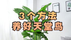 如何养好天堂鸟，这3个关键点一定要知道！