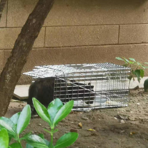 幸运土猫｜流浪猫TNR专用工具诱捕笼 轻型可折叠 厂家代发3天内发出轻便好用 TNR工作必备 商品图3