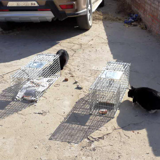 幸运土猫｜流浪猫TNR专用工具诱捕笼 轻型可折叠 厂家代发3天内发出轻便好用 TNR工作必备 商品图11