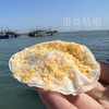 港岛姑娘 手工墨鱼扇贝饼新鲜海鲜小吃油炸茶点 10个装 商品缩略图4