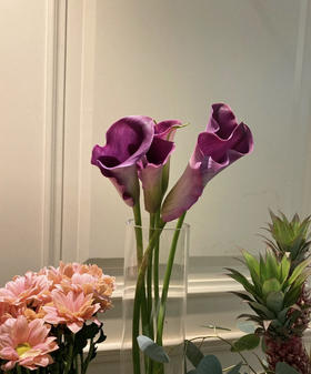 【马蹄莲】国产 深紫色（诺言） 5枝/扎  60公分