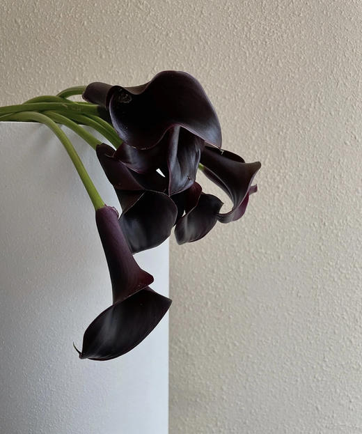 【马蹄莲】国产 （黑洞）黑紫色  5枝/扎 商品图3