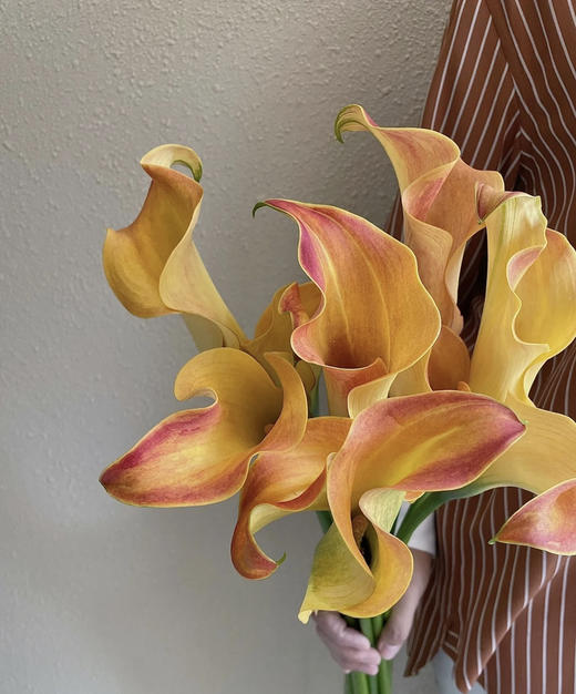 【马蹄莲】国产  （刀锋）橙色  5枝/扎 商品图2