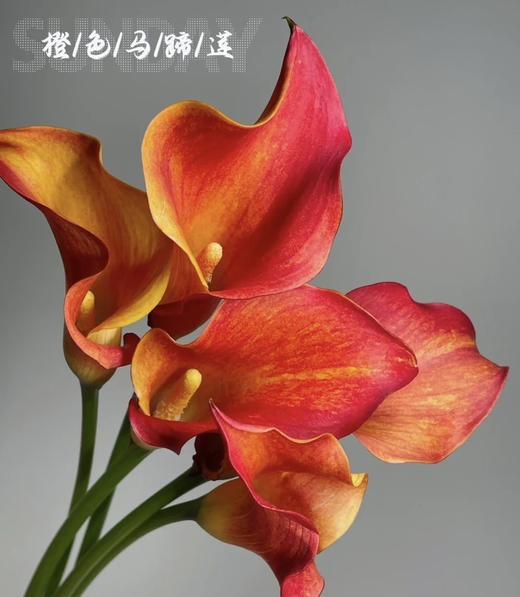 【马蹄莲】国产  （刀锋）橙色  5枝/扎 商品图1