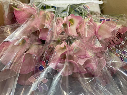 【马蹄莲】国产 (艾玛)  浅粉色  5枝/扎 商品图4