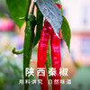仲景 成都红油 辣椒油 四川油泼辣子 220g/瓶 商品缩略图4