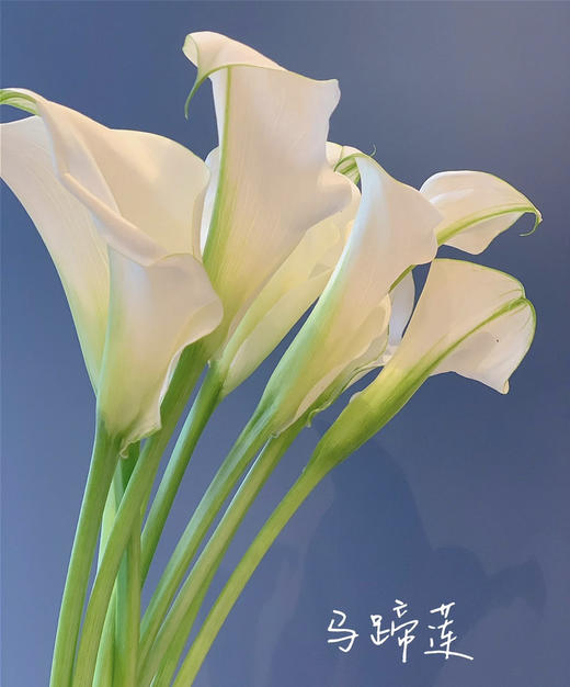 【马蹄莲】国产 （范图拉）白色 5枝/扎 商品图3