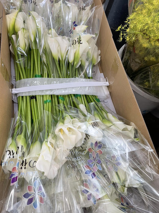 【马蹄莲】国产 （范图拉）白色 5枝/扎 商品图11