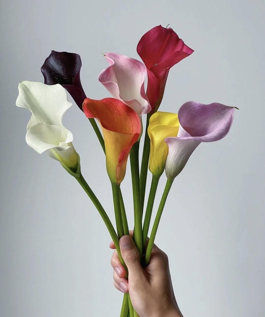 【马蹄莲】国产 深紫色（诺言） 5枝/扎  60公分 商品图1