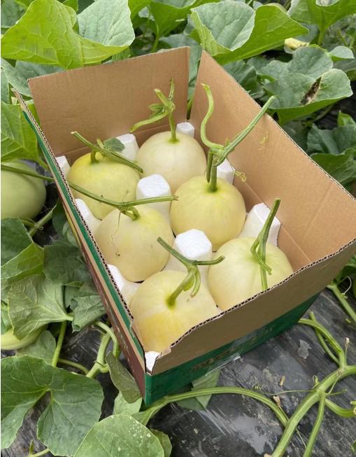 头茬阎良小籽甜瓜（云南） 商品图1