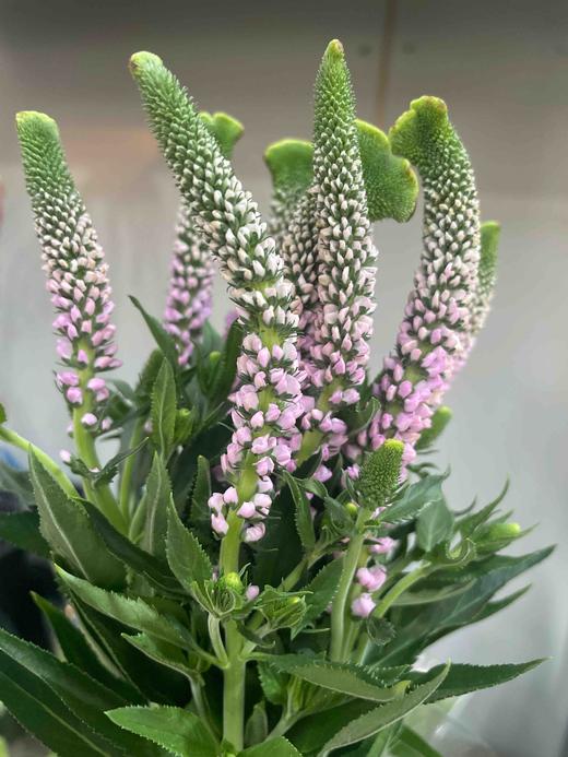 【每日福利】鼠尾  10支/扎  多色可选 商品图8