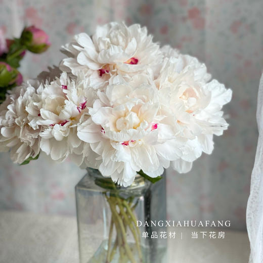 【雪原红星芍药】5支/份 买2份减10元  花型饱满  越开越美 商品图4