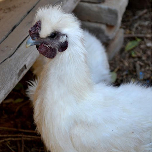 【包邮】农家五谷喂养乌鸡   纯粮喂养  滋补佳品  肉质滑嫩  汤鲜味美  1.7斤/只 商品图2