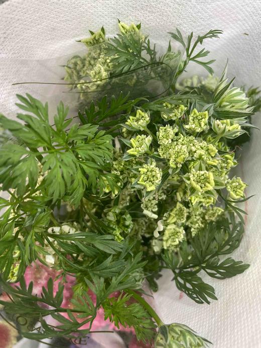 【白飞香】新品蕾丝，约8-10支/扎 商品图5