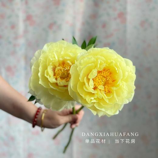 【AB级巴次拉重瓣芍药】5支/份 第二份减10元 商品图6