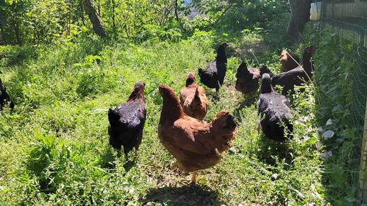 刚下的热乎儿蛋（蛋窝儿到餐桌不超过24小时） 商品图6