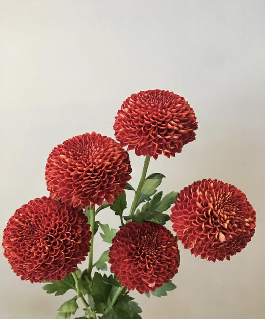 【乒乓菊】红色  约10枝/扎 商品图2