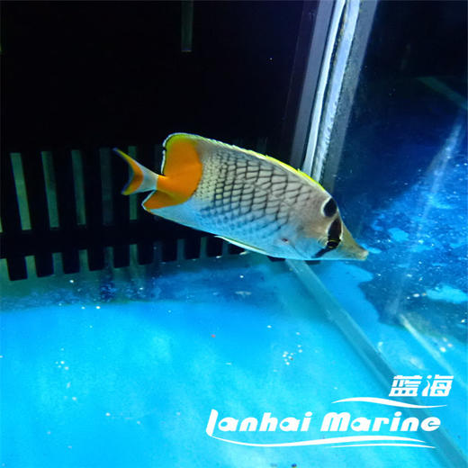 橙尾蝶 商品图2