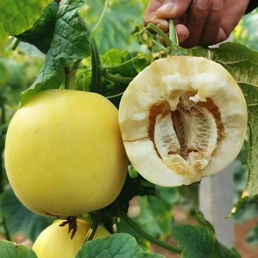 山东蜜罐小甜瓜、肉脆瓤蜜、嘎嘣脆、贼拉脆甜、香味浓郁 商品图1