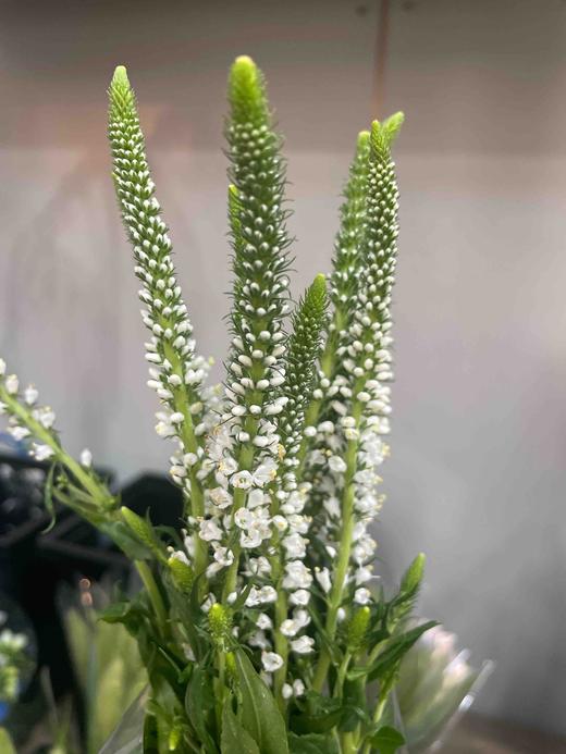 【每日福利】鼠尾  10支/扎  多色可选 商品图9