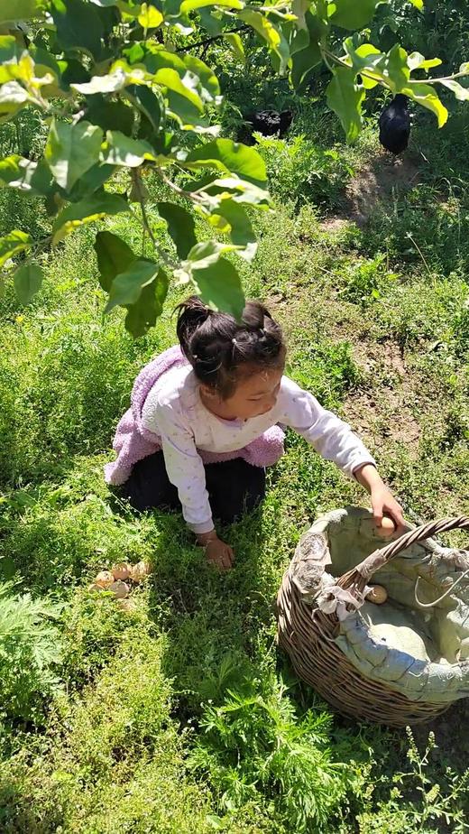 刚下的热乎儿蛋（蛋窝儿到餐桌不超过24小时） 商品图5