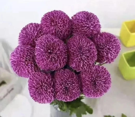 【乒乓菊】紫色 约10枝/扎 商品图3